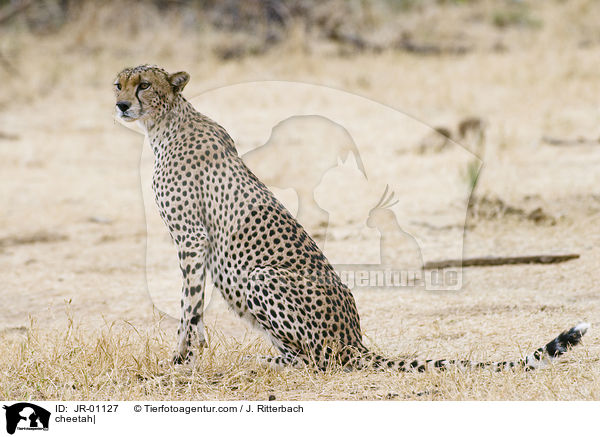 Gepard / cheetah| / JR-01127